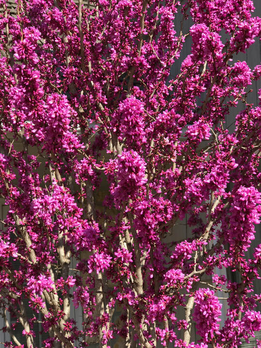 Avondale Redbud tree in full bloom                     