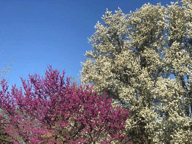 Cleveland Select Pear trees and Redbud tree in full bloom