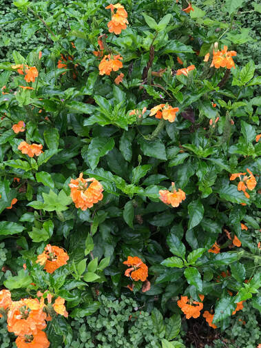 Orange-colored blossoms in the Informal Gardens of The Philbrook Museum of Art, Tulsa, Oklahoma.