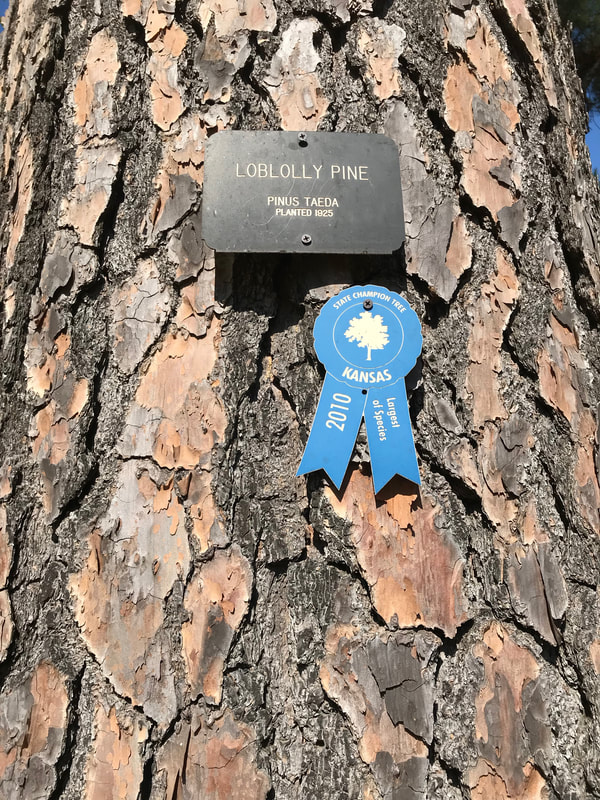 Blue ribbon of loblolly pine
