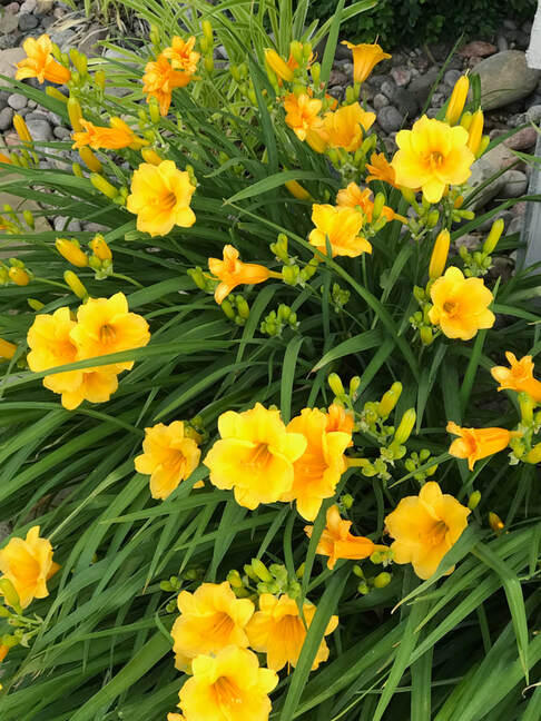 Yellow Day Lilies 